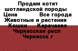 Продам котят шотландской породы › Цена ­ 2 000 - Все города Животные и растения » Кошки   . Карачаево-Черкесская респ.,Черкесск г.